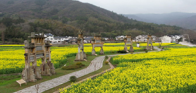 金黄染沃野，永丰春意浓