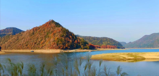 乌石茶儿垅：红杉裹冬阳